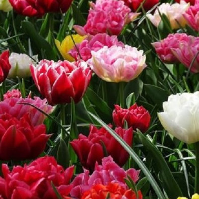 Emperor Mix Tulip Bulbs pack popular of 100